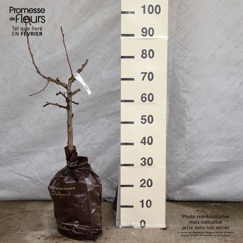 Amostra de Pommier Delbard Jubilé - Georges Delbard Torrão "Pronto a plantar", Copo tal como entregue no inverno