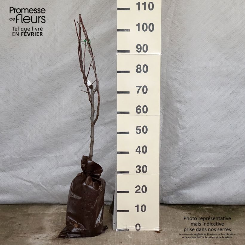 Amostra de Pommier Delbarestivale - Georges Delbard Torrão "Pronto a plantar", Copo tal como entregue no inverno