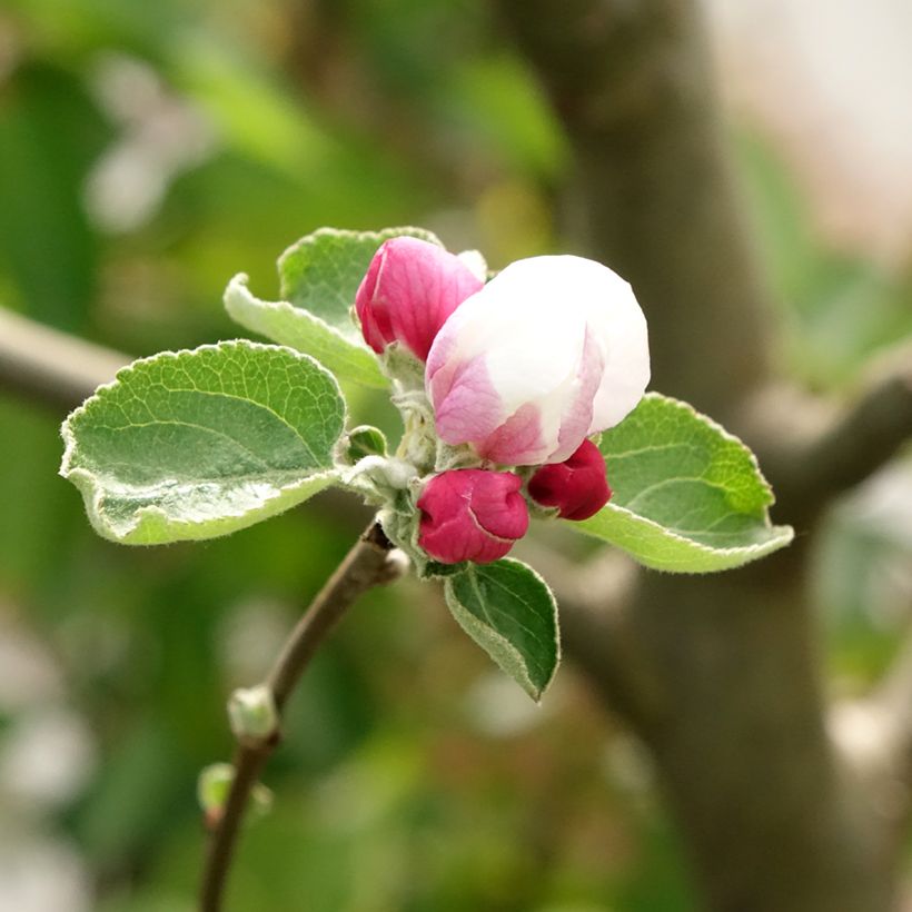 Macieira Double Belle Fleur - Malus domestica (Floração)