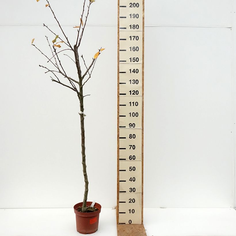 Amostra de Macieira Double Belle Fleur - Malus domestica Vaso de 7,5 L/10 L, Meia haste tal como entregue no outono