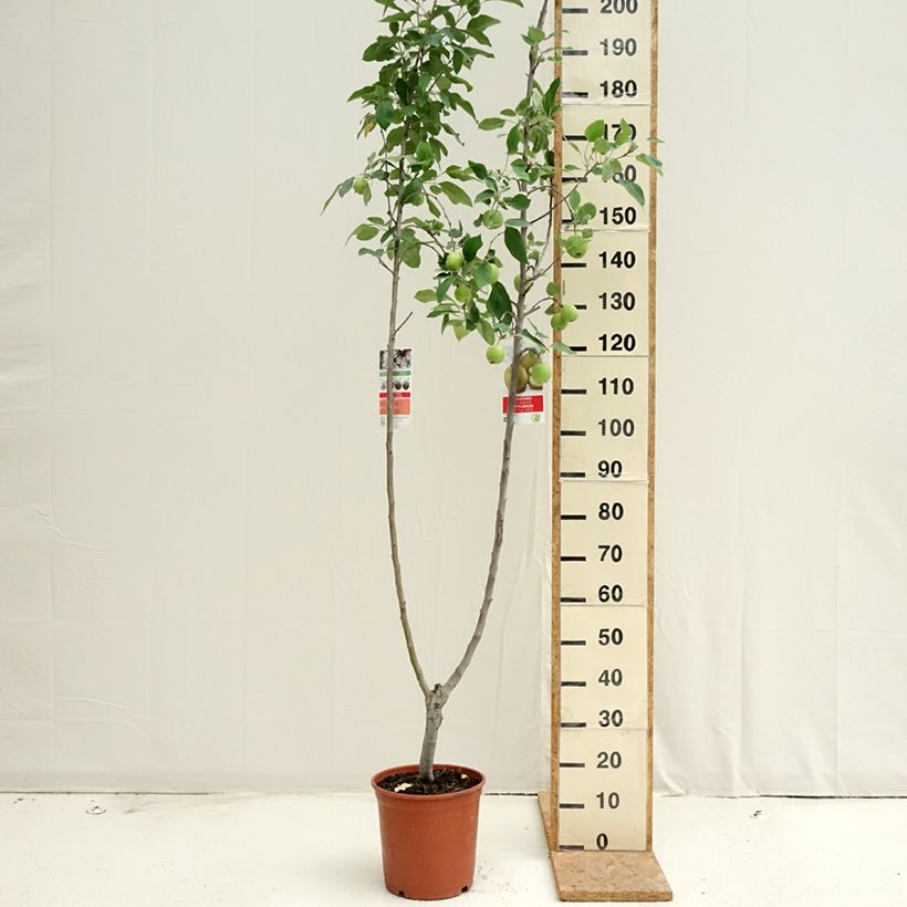 Amostra de Macieira Duo Gala + Golden Delicious - Malus domestica Vaso de 7,5 L/10 L tal como entregue no verão