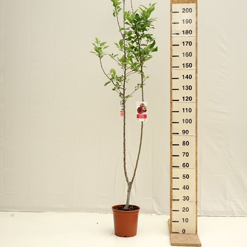 Amostra de Pommier Duo Gala et Golden Delicious Pot de 7,5L/10L tal como entregue na primavera