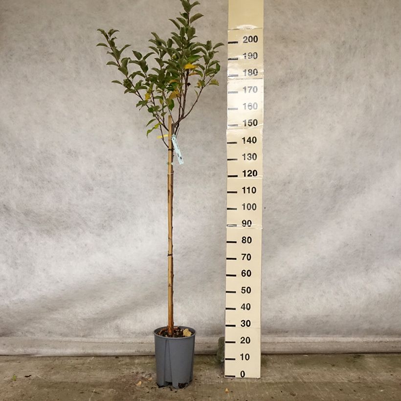 Amostra de Macieira Elstar - Malus domestica Vaso de 7,5 L/10 L, Meia haste tal como entregue no outono