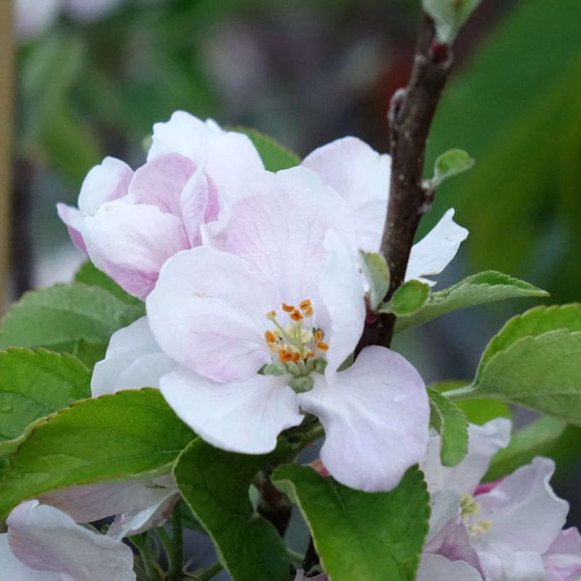 Macieira Elstar - Malus domestica (Floração)