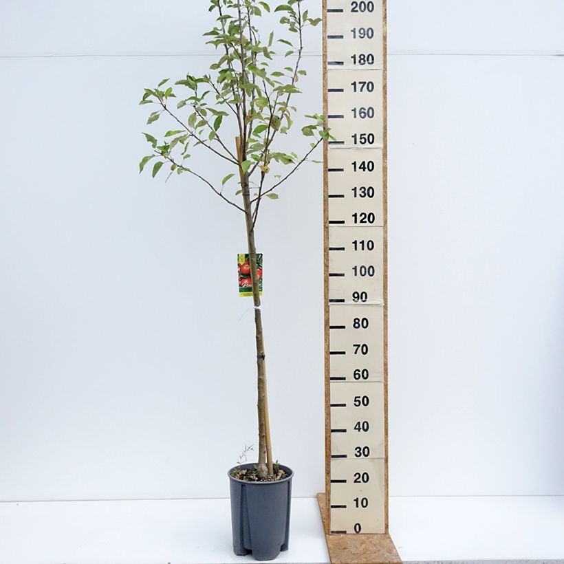Amostra de Macieira Elstar - Malus domestica Vaso de 7,5 L/10 L, Meia haste tal como entregue no verão