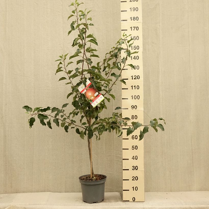 Amostra de Macieira Fuji - Malus domestica Vaso de 7,5 L/10 L, Copo tal como entregue no verão