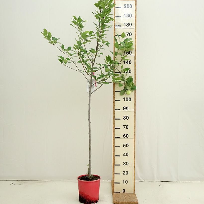 Amostra de Macieira Fuji - Malus domestica Vaso de 7,5 L/10 L, Meia haste tal como entregue no verão