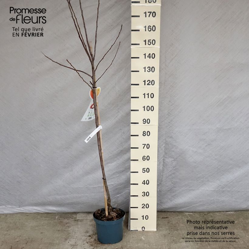 Amostra de Pommier Gala Vaso de 7,5 L/10 L, Meia haste tal como entregue no inverno