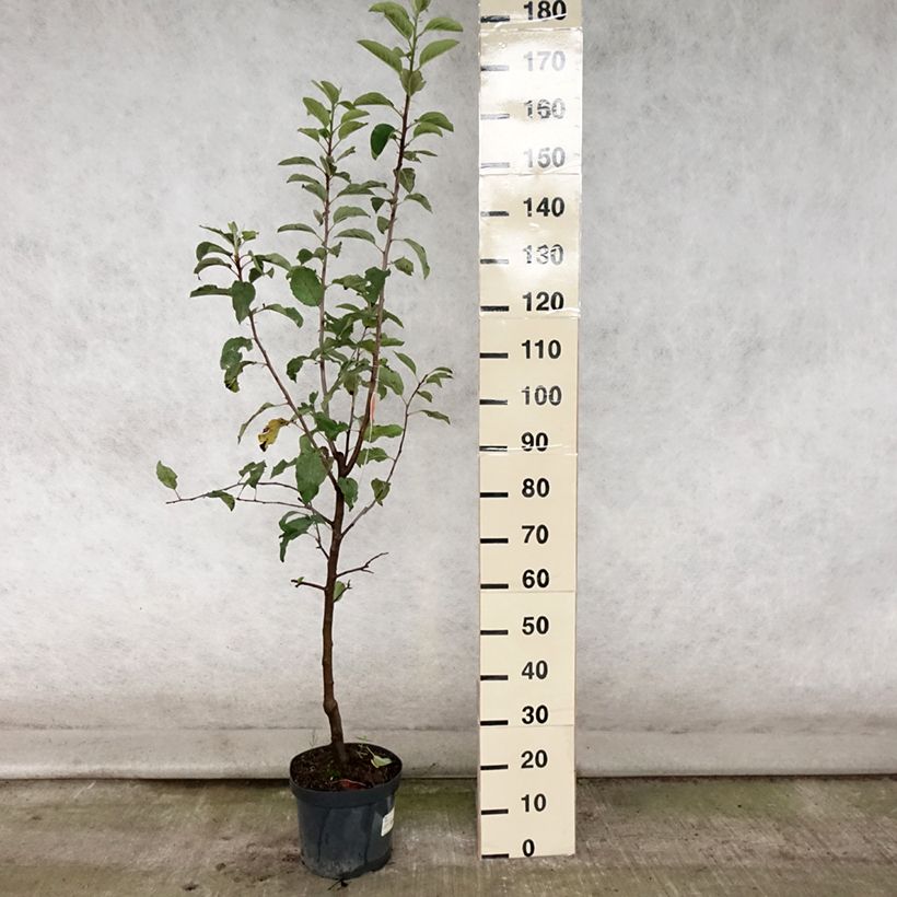 Amostra de Macieira Gala - Malus domestica Vaso de 7,5 L/10 L, Copo tal como entregue no verão