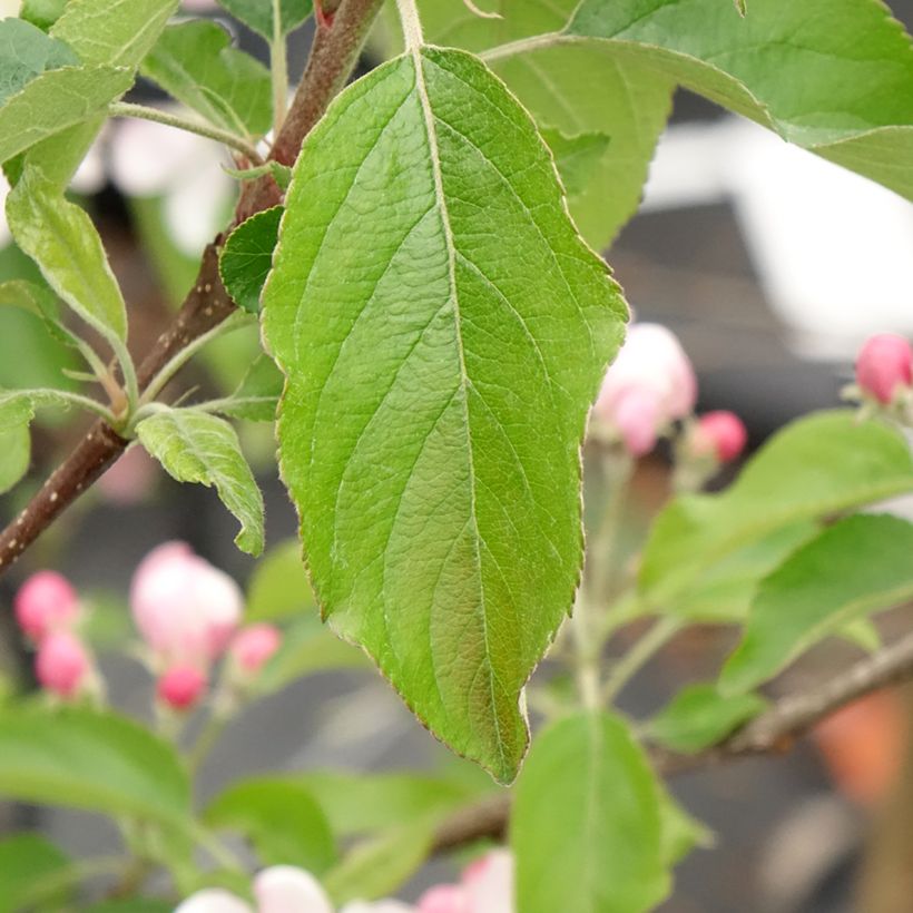 Macieira Gala - Malus domestica (Folhagem)