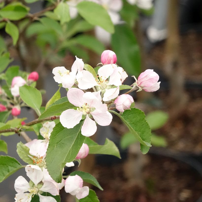Macieira Gala - Malus domestica (Floração)