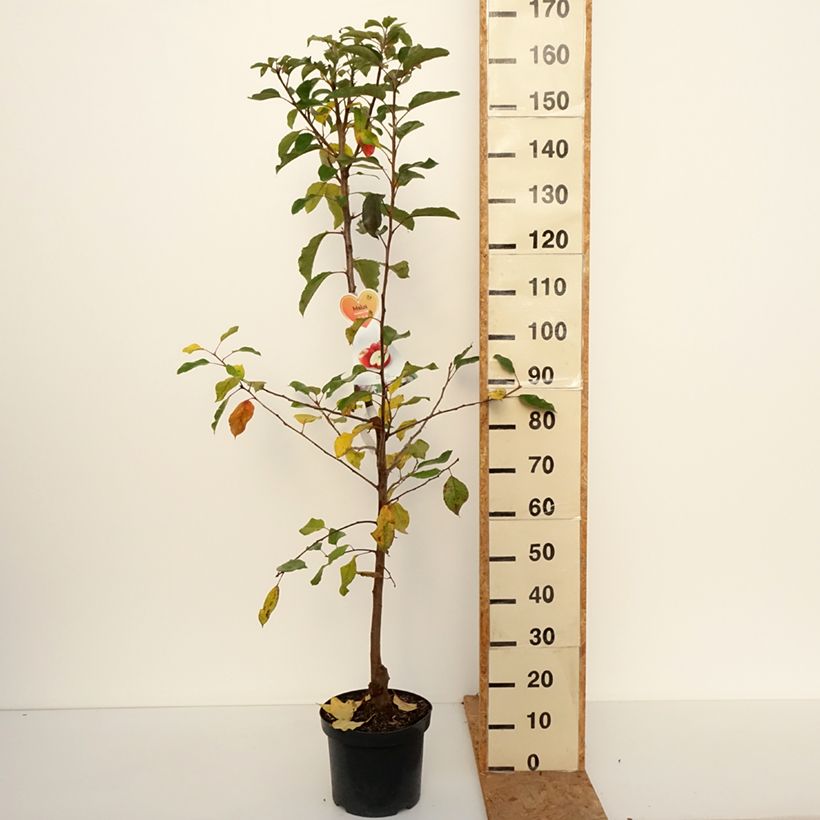 Amostra de Macieira Gala - Malus domestica Vaso de 7,5 L/10 L, Copo tal como entregue no outono
