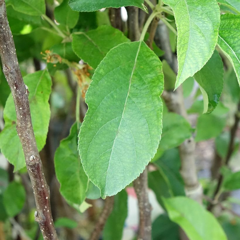 Macieira Gloster - Malus domestica (Folhagem)