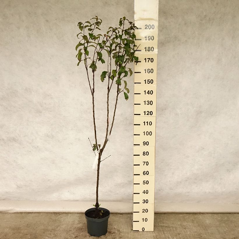 Amostra de Macieira Gloster - Malus domestica Vaso de 7,5 L/10 L, Copo tal como entregue no verão