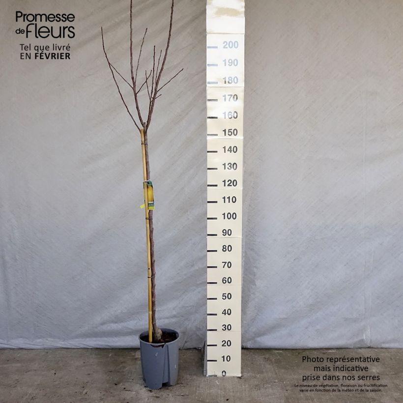 Amostra de Pommier Golden Delicious Vaso de 7,5 L/10 L, Meia haste tal como entregue no inverno