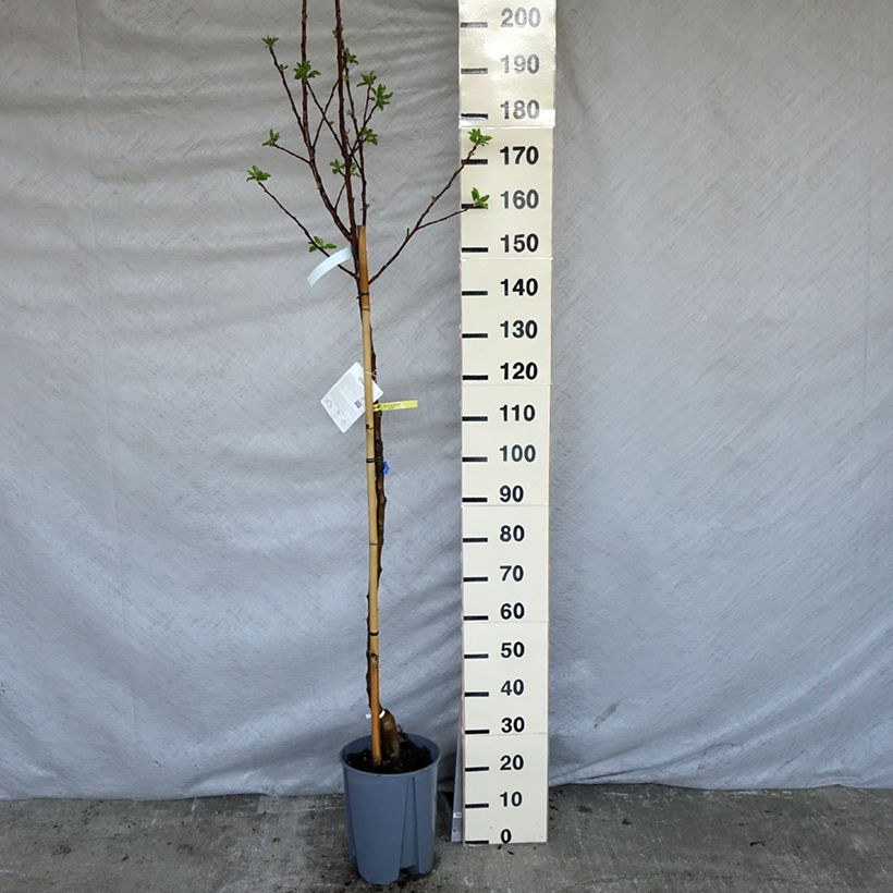 Amostra de Macieira Golden Delicious - Malus domestica Vaso de 7,5 L/10 L, Meia haste tal como entregue na primavera