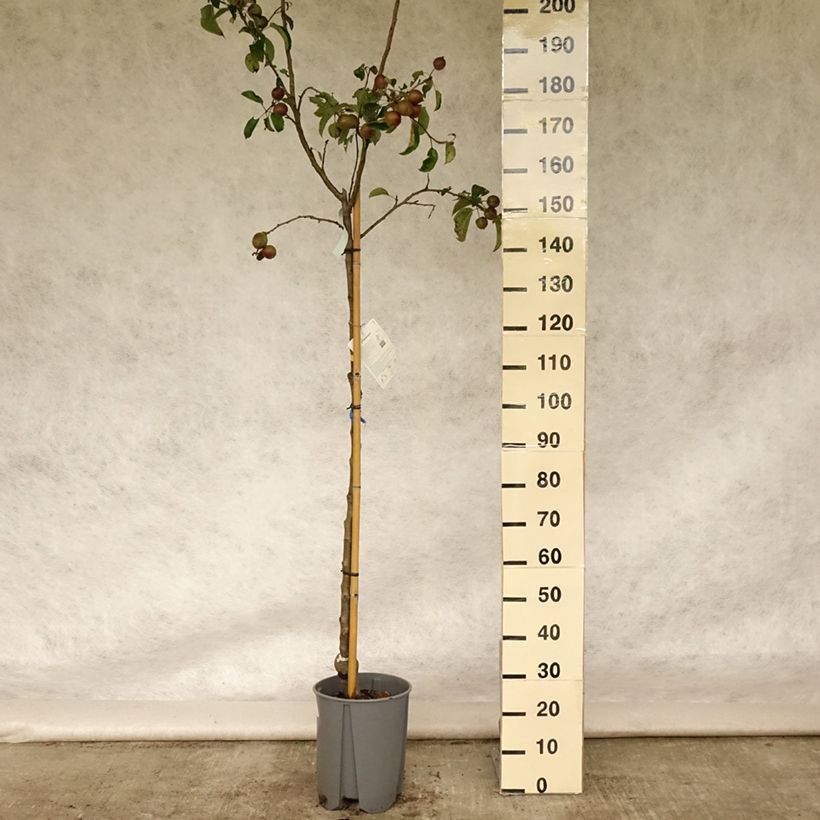 Amostra de Macieira Golden Delicious - Malus domestica Vaso de 7,5 L/10 L, Copo tal como entregue no verão