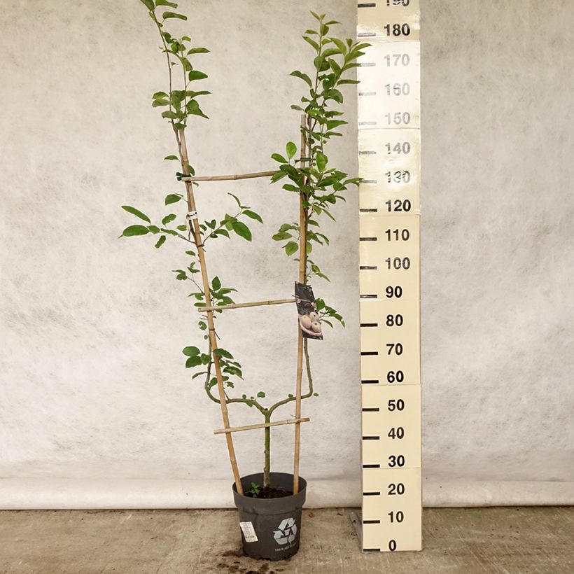 Amostra de Macieira Golden Delicious - Malus domestica Vaso de 7,5 L/10 L, Palmeta simples em U tal como entregue no verão