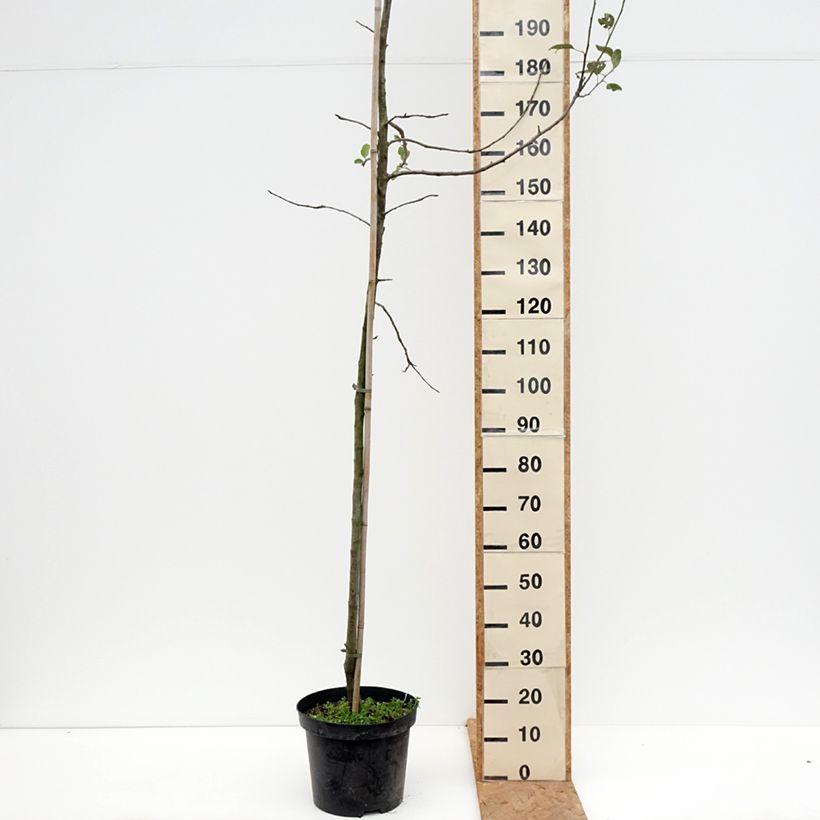 Amostra de Macieira Golden Noble - Malus domestica Vaso de 7,5 L/10 L, Copo tal como entregue no outono