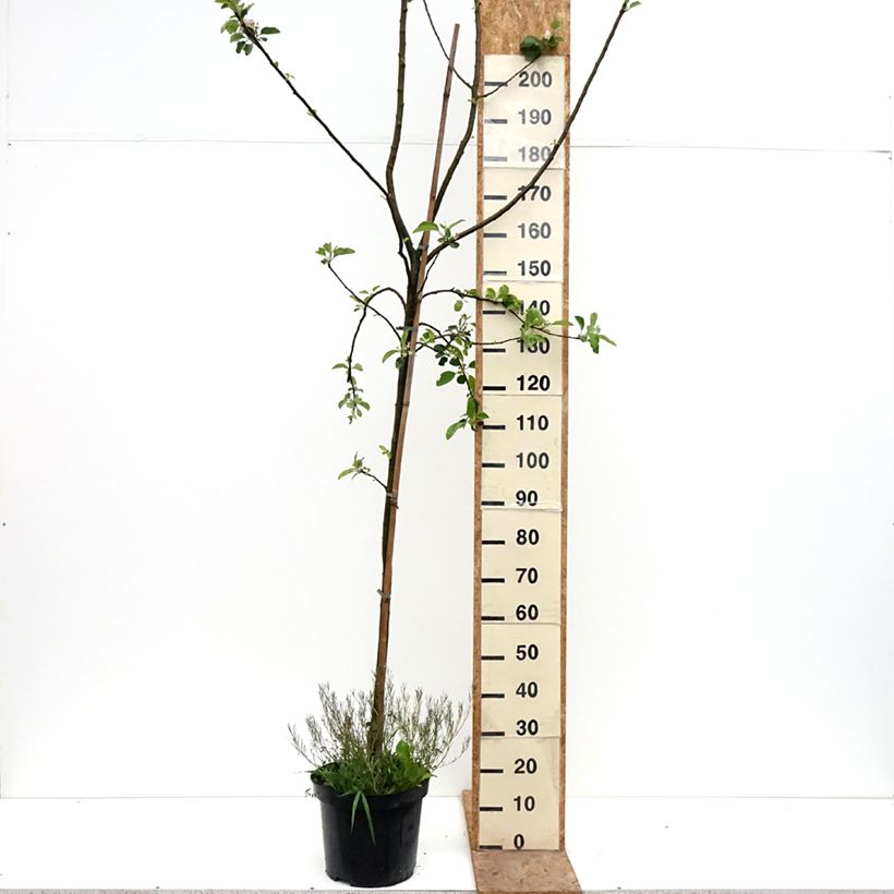 Amostra de Macieira Golden Noble - Malus domestica Vaso de 7,5 L/10 L, Copo tal como entregue na primavera