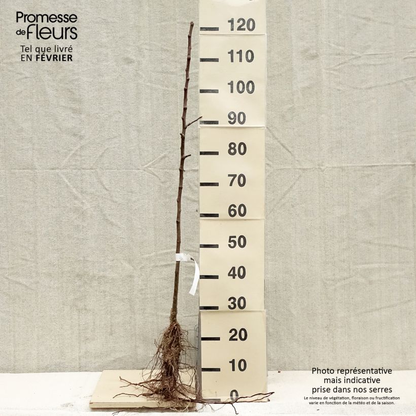 Amostra de Pommier Grand Alexandre Raízes nuas, Rebento tal como entregue no inverno