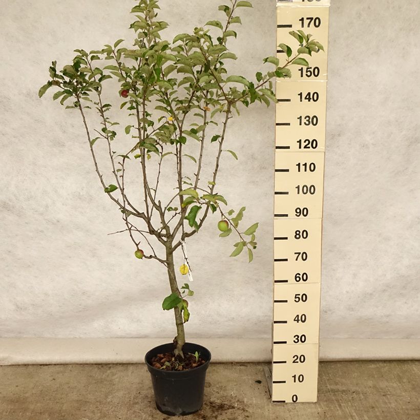Amostra de Macieira Grand Alexandre - Malus domestica Vaso de 7,5 L/10 L, Copo tal como entregue no verão