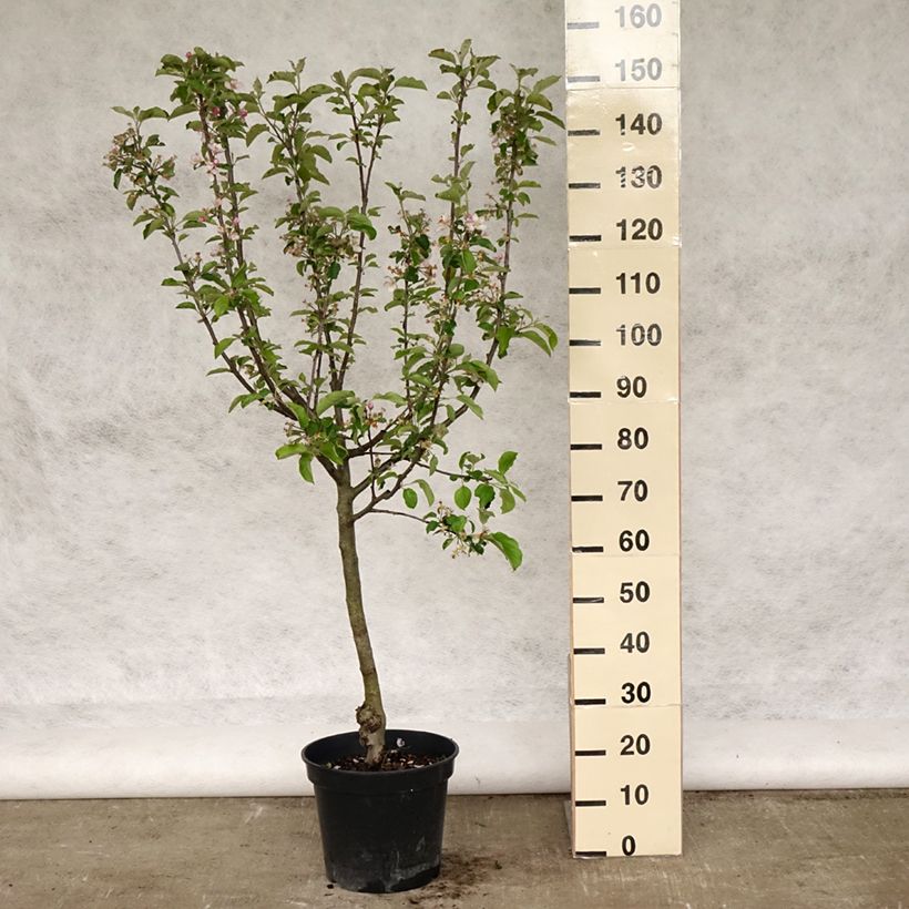 Amostra de Macieira Grand Alexandre - Malus domestica Vaso de 7,5 L/10 L, Copo tal como entregue na primavera