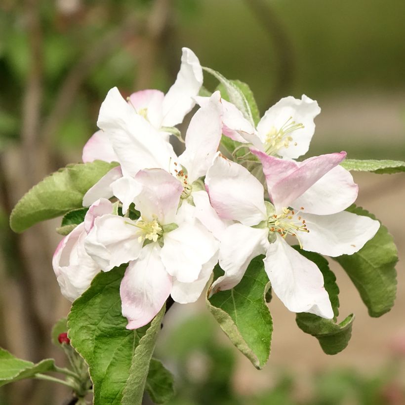 Macieira Granny Smith - Malus domestica (Floração)