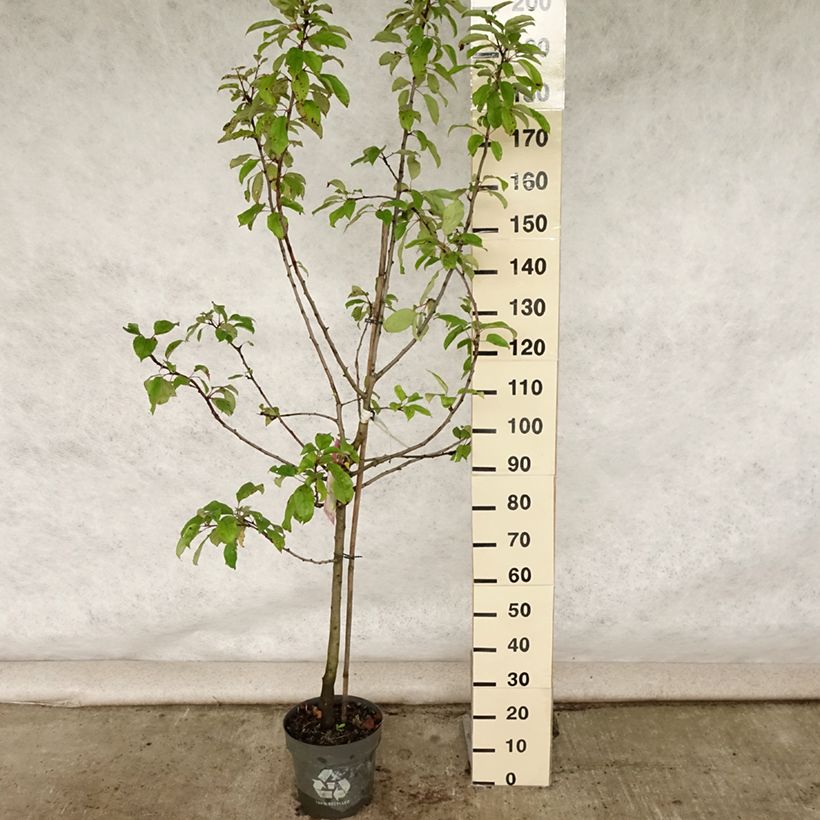Amostra de Macieira Gravenstein - Malus domestica Vaso de 7,5 L/10 L, Copo tal como entregue no verão