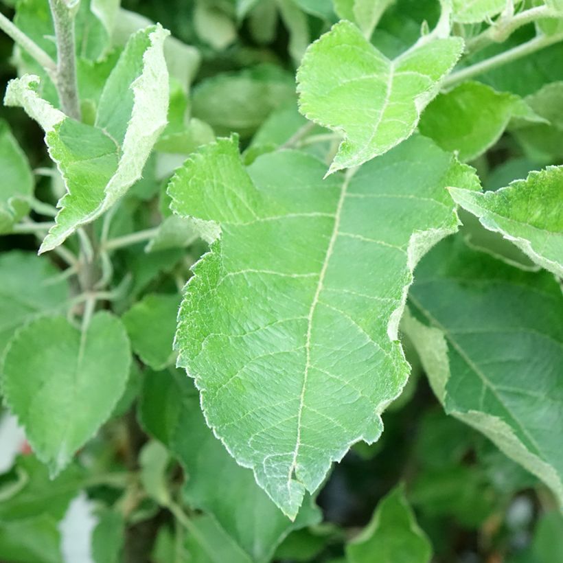 Macieira Gravenstein - Malus domestica (Folhagem)