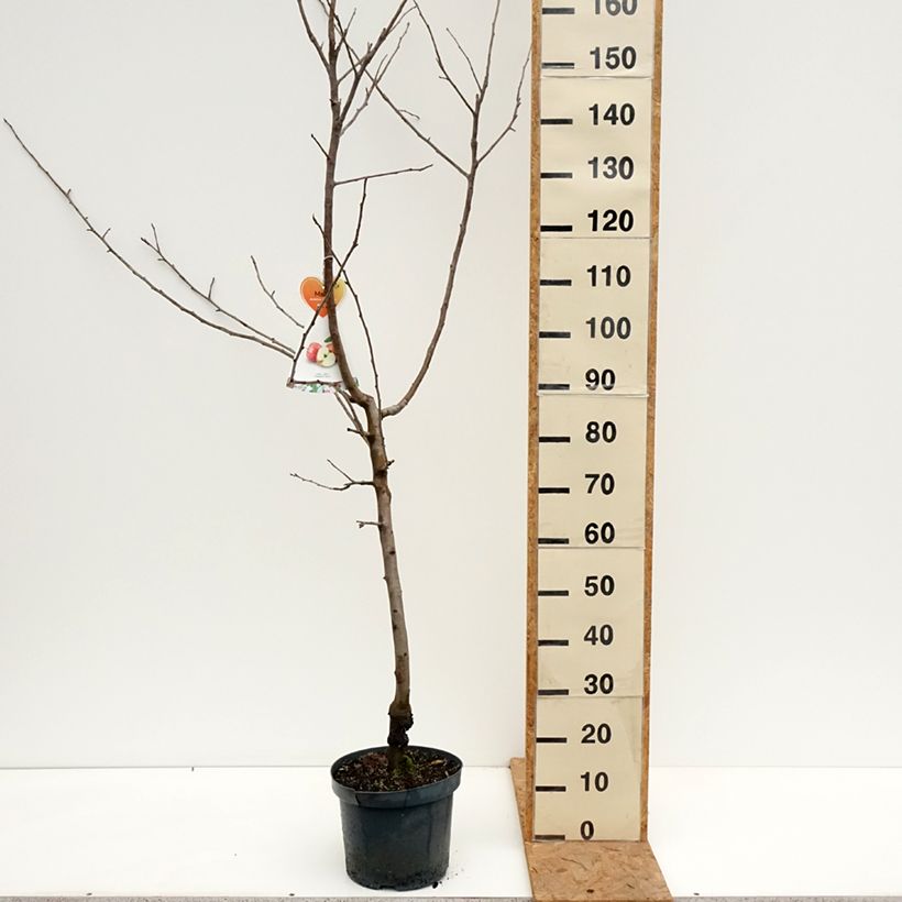 Amostra de Macieira Gravenstein - Malus domestica Vaso de 7,5 L/10 L, Copo tal como entregue no outono
