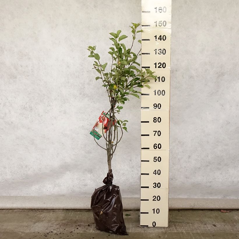 Amostra de Macieira Harmonie Georges Delbard - Malus domestica Torrão "Pronto a plantar", Copo tal como entregue no verão