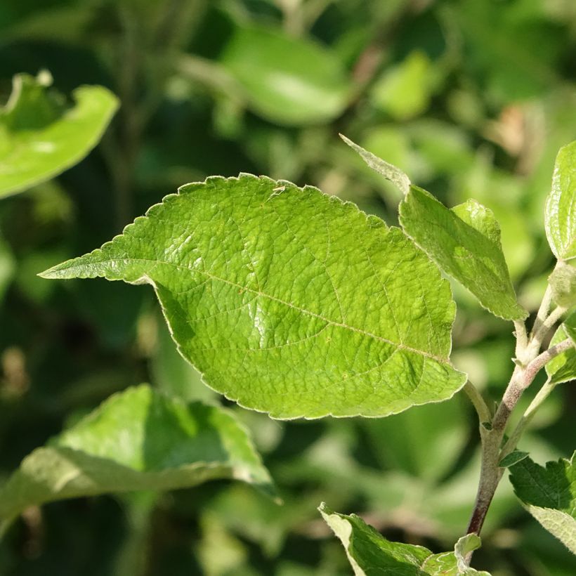 Macieira Harmonie Georges Delbard - Malus domestica (Folhagem)