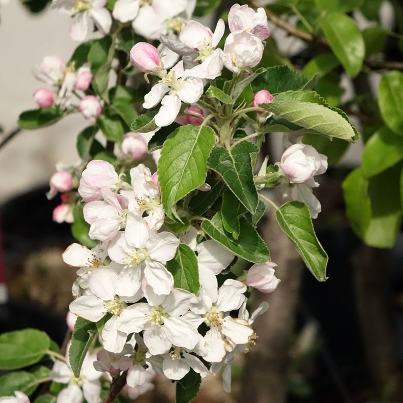 Macieira Idared - Malus domestica (Floração)