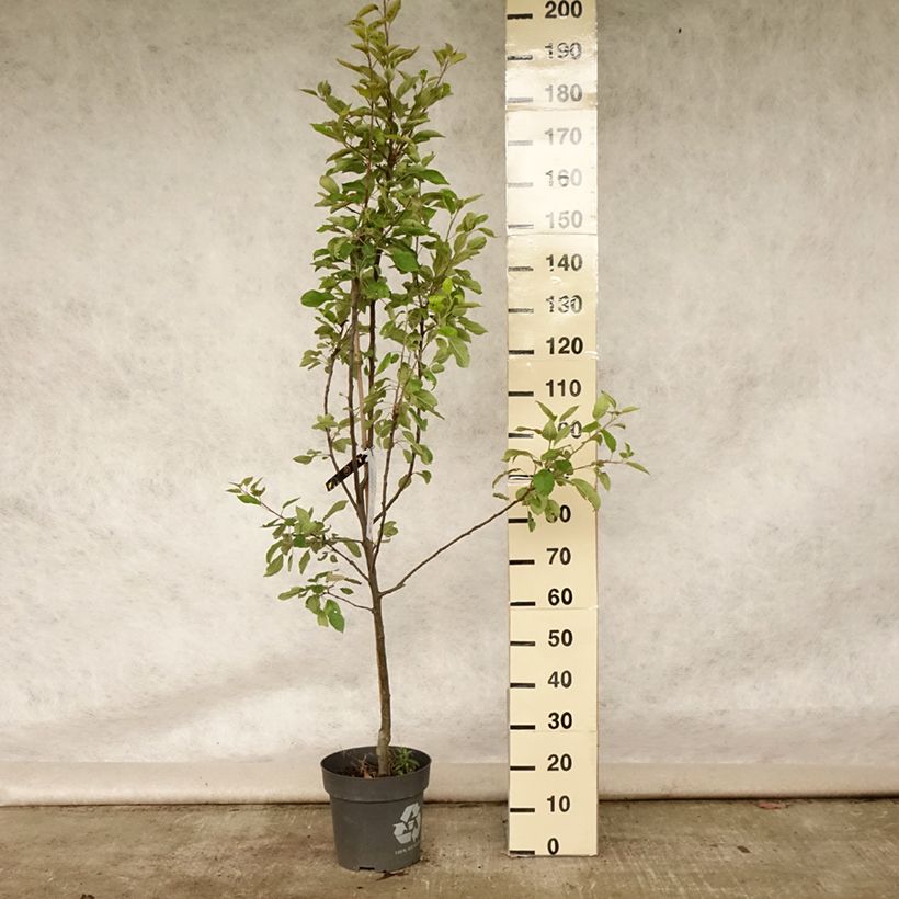 Amostra de Macieira Ingrid Marie - Malus domestica Vaso de 7,5 L/10 L tal como entregue no verão