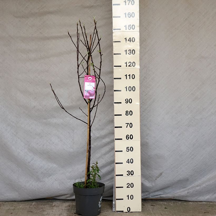 Amostra de Macieira Ingrid Marie - Malus domestica Vaso de 7,5 L/10 L tal como entregue na primavera