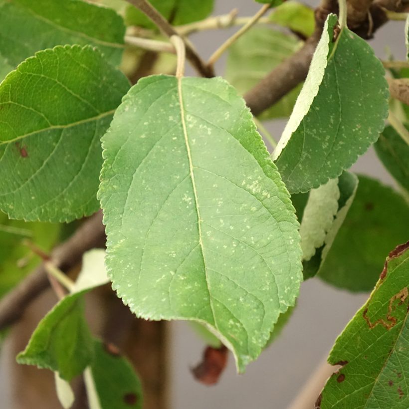 Macieira Ingrid Marie - Malus domestica (Folhagem)