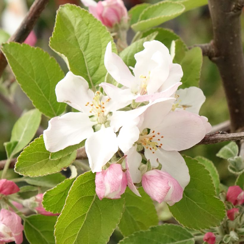 Macieira Ingrid Marie - Malus domestica (Floração)