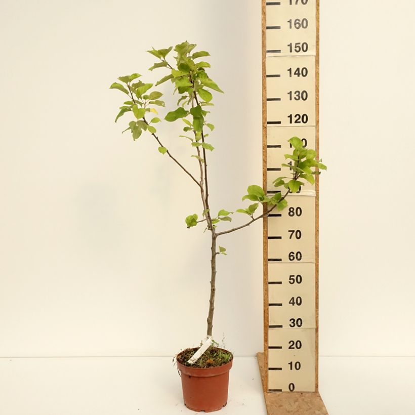 Amostra de Macieira Jacques Lebel - Malus domestica Vaso de 7,5 L/10 L, Copo tal como entregue no verão
