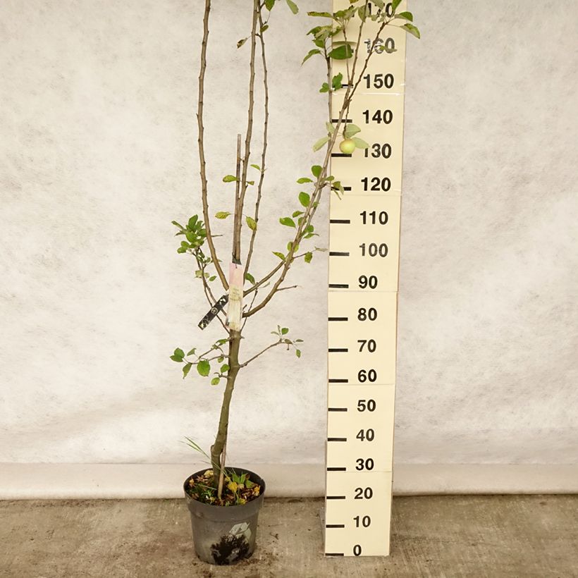 Amostra de Macieira James Grieve - Malus domestica Vaso de 7,5 L/10 L, Copo tal como entregue no verão