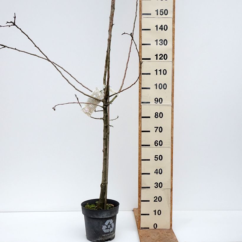 Amostra de Macieira James Grieve - Malus domestica Vaso de 7,5 L/10 L, Copo tal como entregue no outono