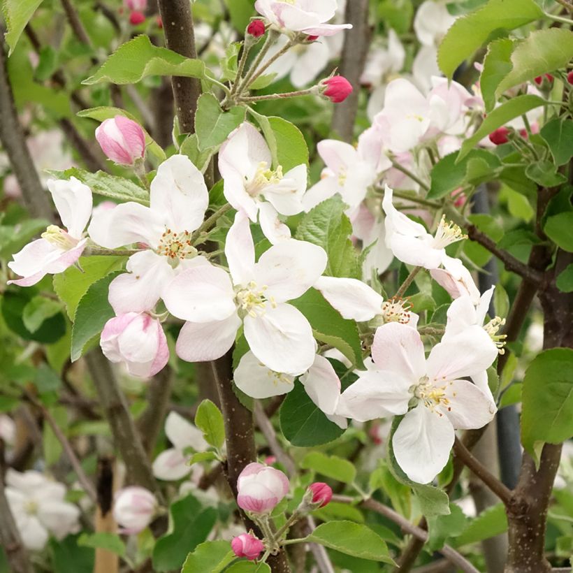 Macieira Jonagold - Malus domestica (Floração)