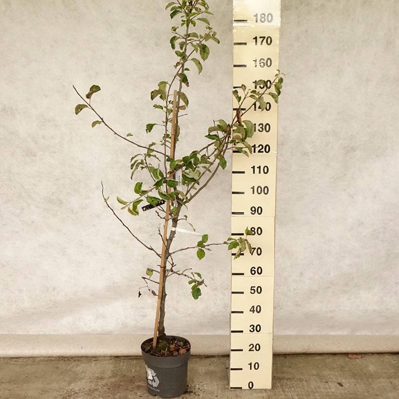 Amostra de Macieira Jonagold - Malus domestica Vaso de 7,5 L/10 L, Copo tal como entregue no verão