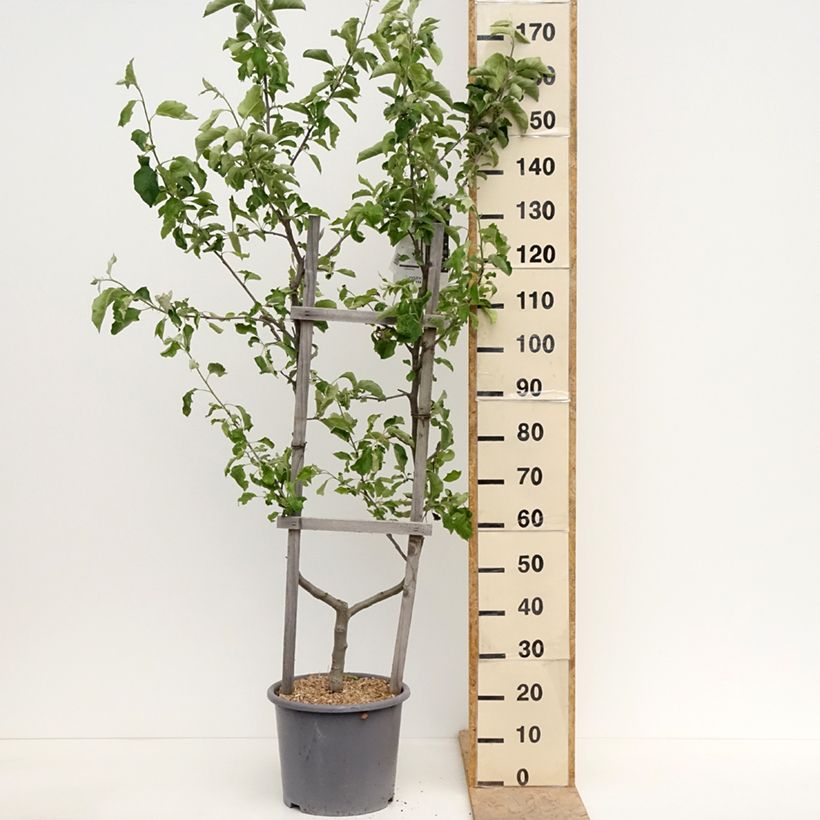 Amostra de Macieira Jonagold - Malus domestica Vaso de 7,5 L/10 L, Palmeta simples em U tal como entregue na primavera