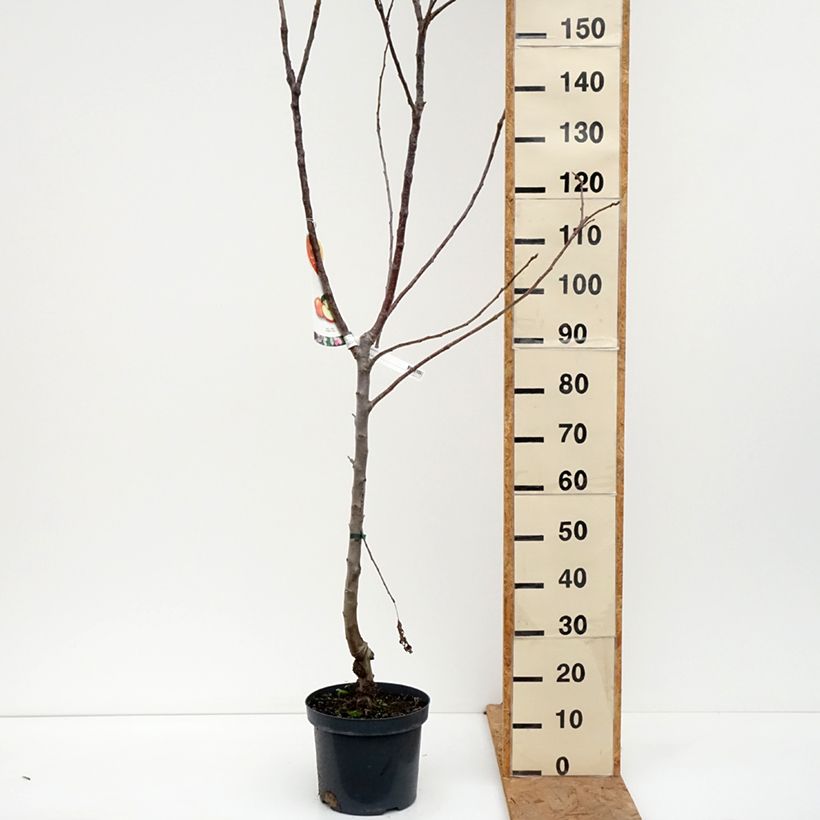Amostra de Macieira Jonagold - Malus domestica Vaso de 7,5 L/10 L, Copo tal como entregue no outono