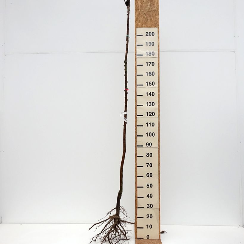 Amostra de Pommier Jonathan Raízes nuas, Haste alta tal como entregue no inverno