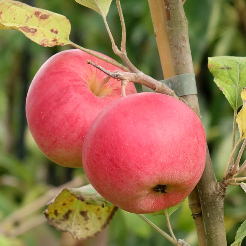 Macieira Kantówka Gdańska - Malus domestica (Colheita)
