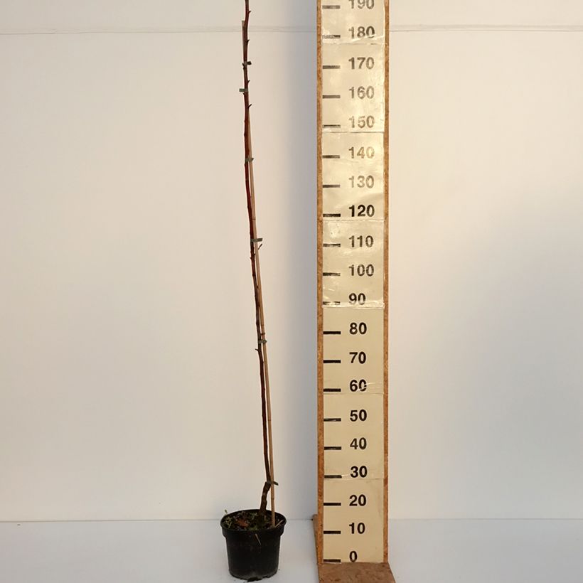 Amostra de Macieira Kantówka Gdańska - Malus domestica Vaso de 4 L/5 L, Rebento tal como entregue no outono