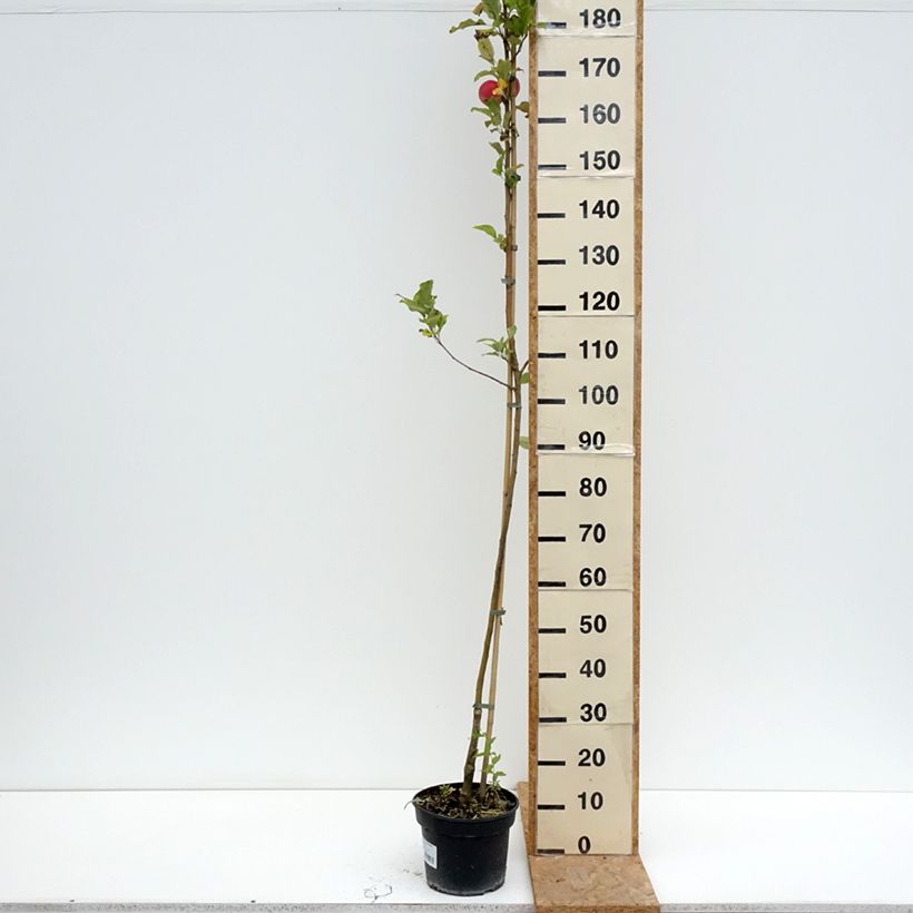 Amostra de Pommier Kantówka Gdańska Pot de 4L/5L, Scion tal como entregue no verão