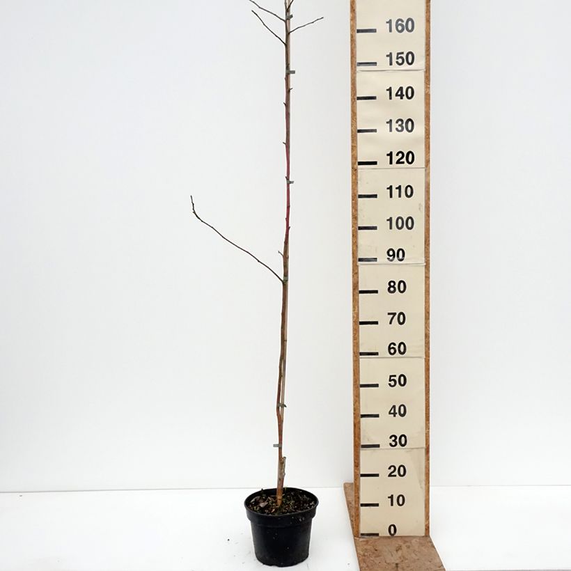 Amostra de Macieira Kantówka Gdańska - Malus domestica Vaso de 4 L/5 L, Rebento tal como entregue no inverno